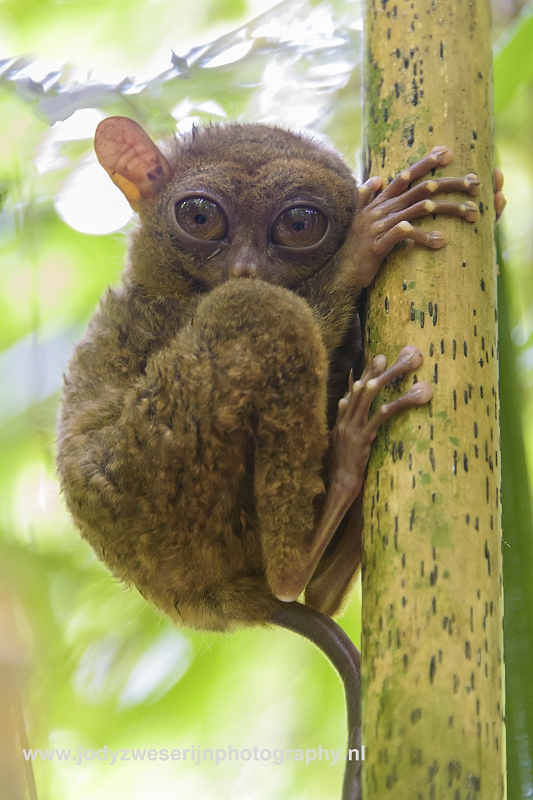 Tarsier, Bohol, Filipijnen, 7-11-2017