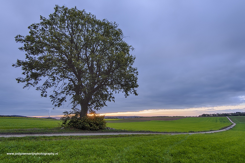 Solitaire boom, Virionval, België, 26-10-2017