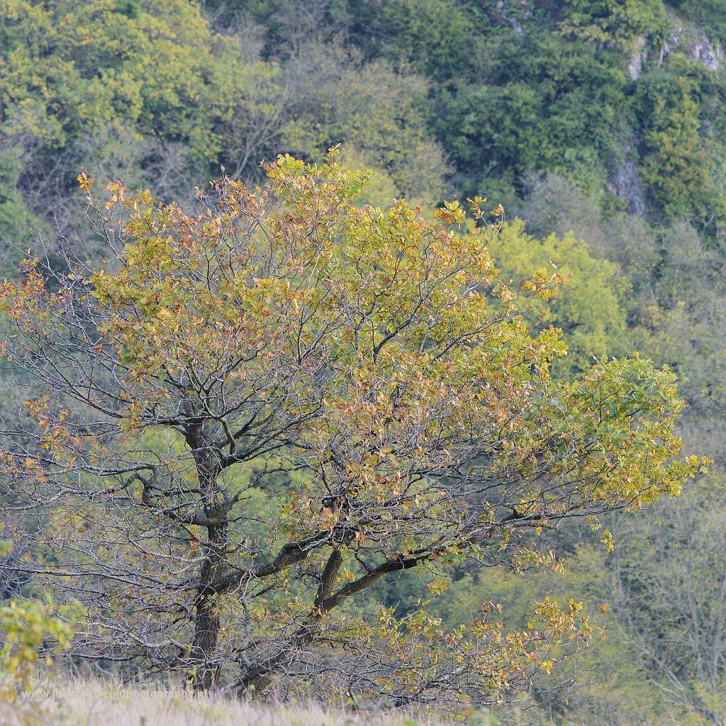 Uitzicht vanaf Tienne aux Pauquis, Virionval, België, 26-10-2017