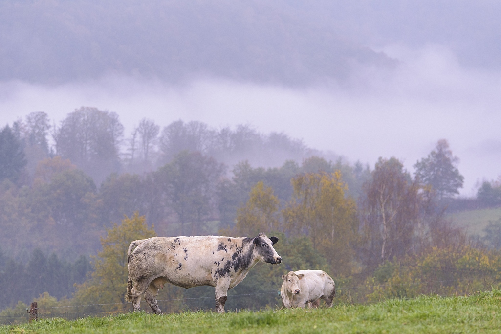 Heuvelen en dalen rond de Semois, België, 28-10-2017