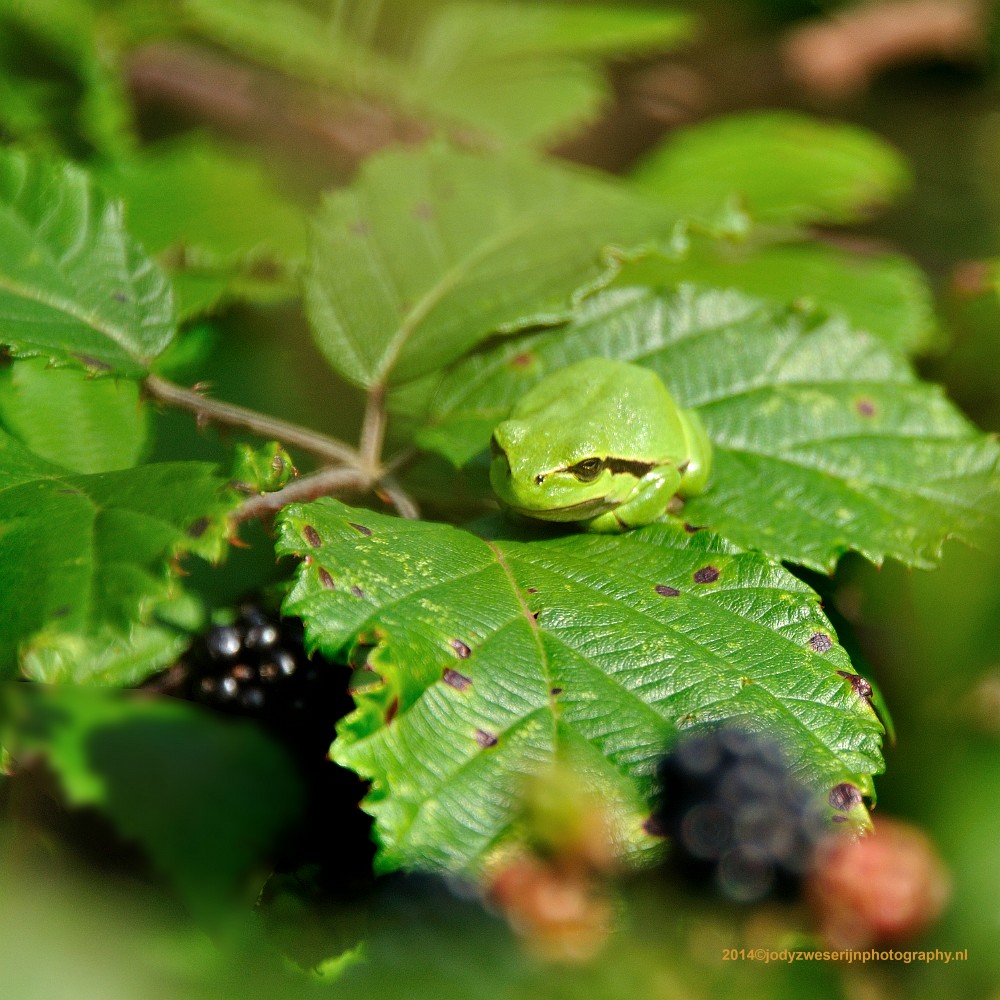Boomkikker, Limburg, 27-8-2014