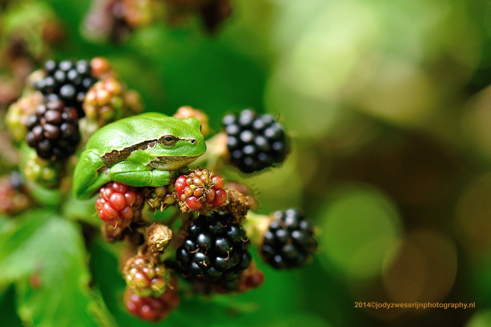 sized_DSC_1485_2027