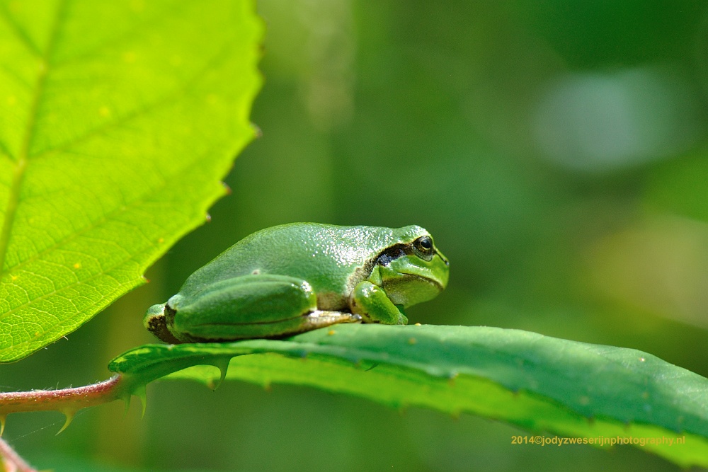 sized_DSC_1515_2028