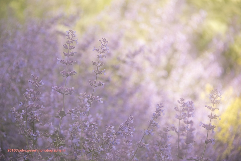 sized_DSC_4459ps