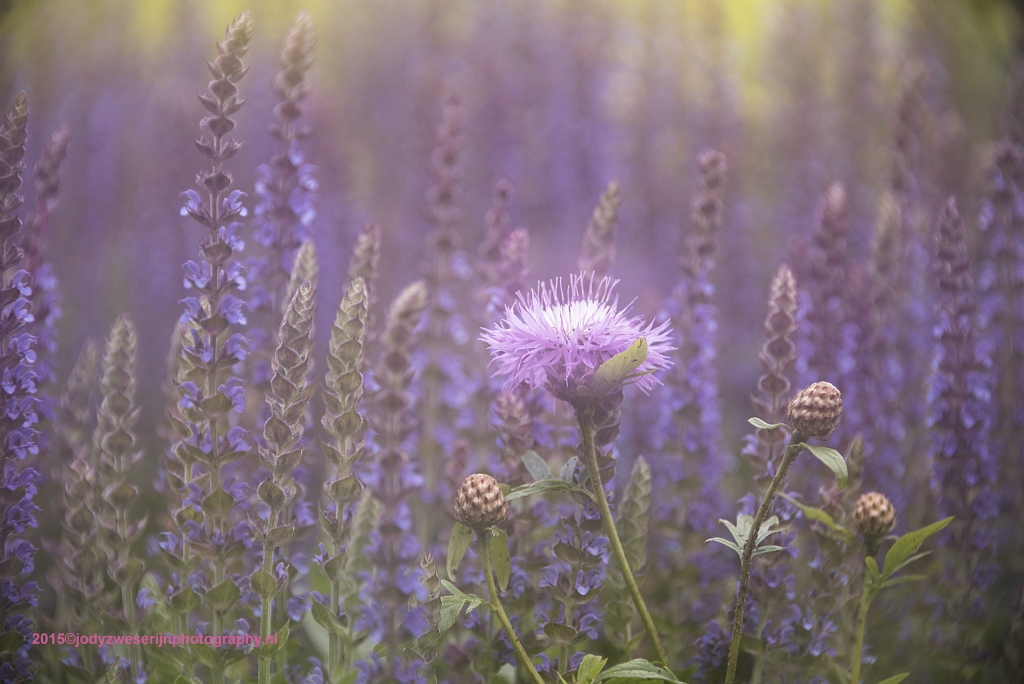 Meervoudige belichting, Landgoed Staverden, Staverden, 27-6-2015