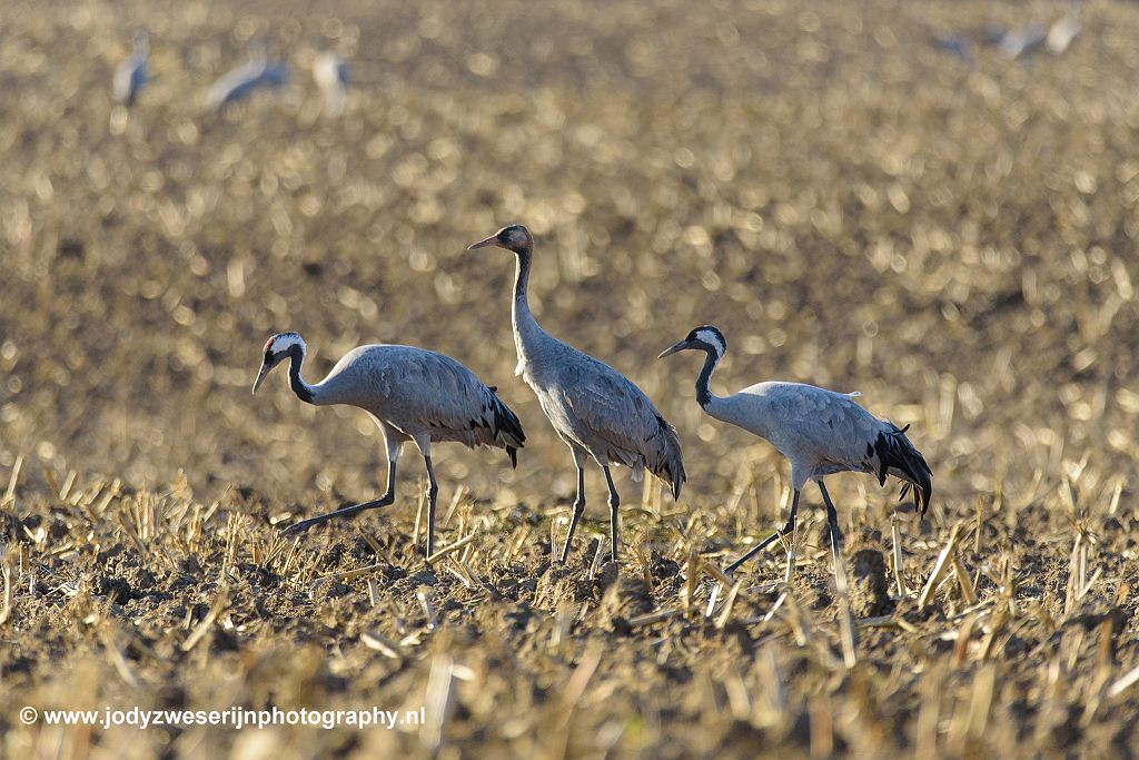 Kraanvogels, Rügen, Duitsland, 11-10-2021