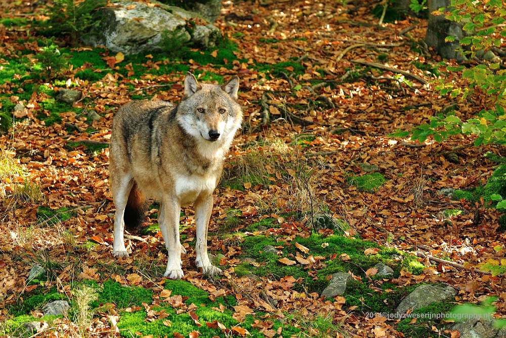 sized_DSC_5403_2360