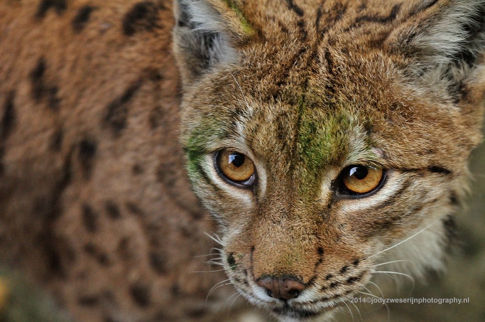 Lynx, Beieren, 2014