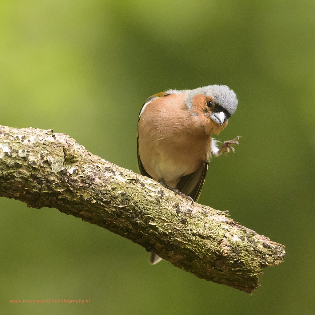 Vink, Espelo, Nederland, 10-7-2017