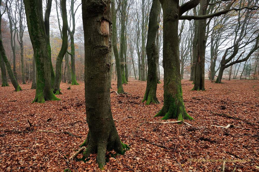 Speulderbos, Buurtschap Drie, 30-11-2014