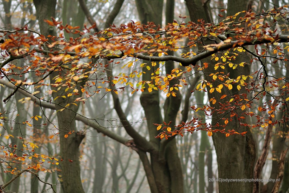Speulderbos, Buurtschap Drie, 30-11-2014