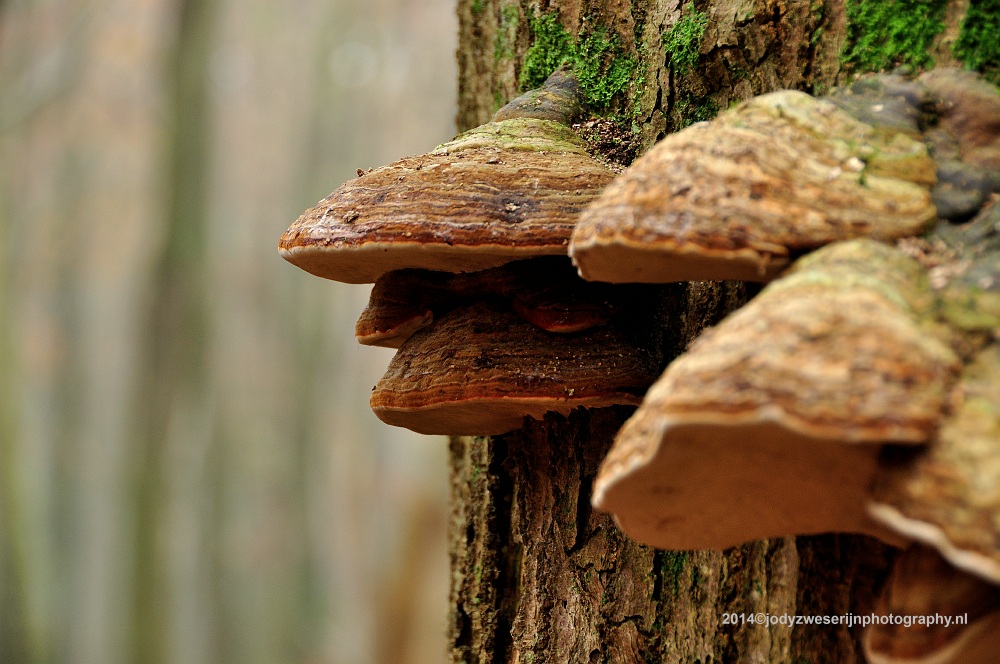 sized_DSC_6540_2414
