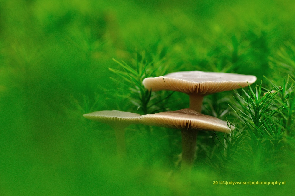 Mycena Spec, Buurtschap Drie, 30-11-2014
