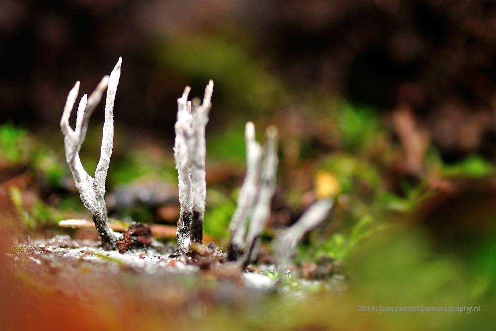 Geweizwam, Buurtschap Drie, 30-11-2014