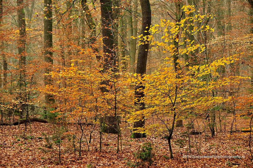 Speulderbos, Buurtschap Drie, 30-11-2014