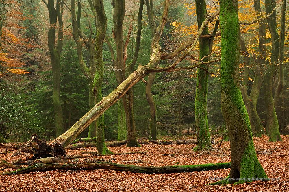 Speulderbos, Buurtschap Drie, 30-11-2014