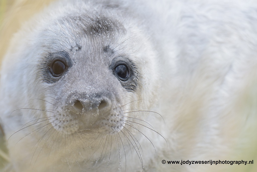 Zeehondenpuppie op Düne
