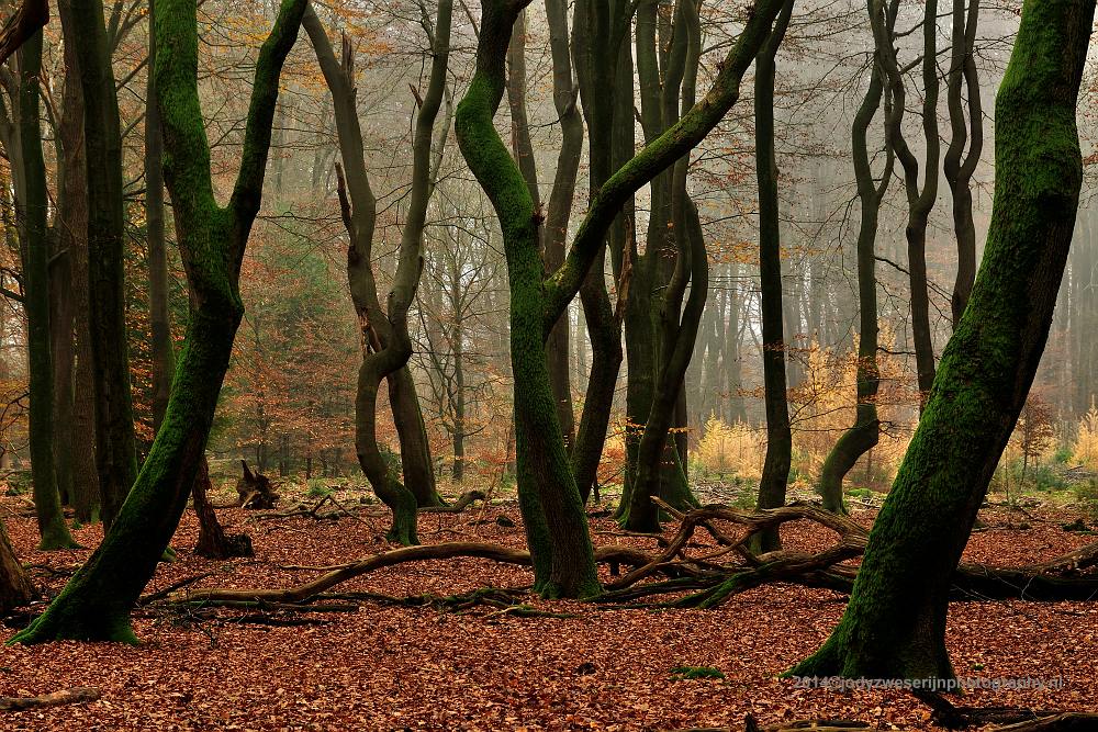 Speulderbos, Buurtschap Drie, 30-11-2014