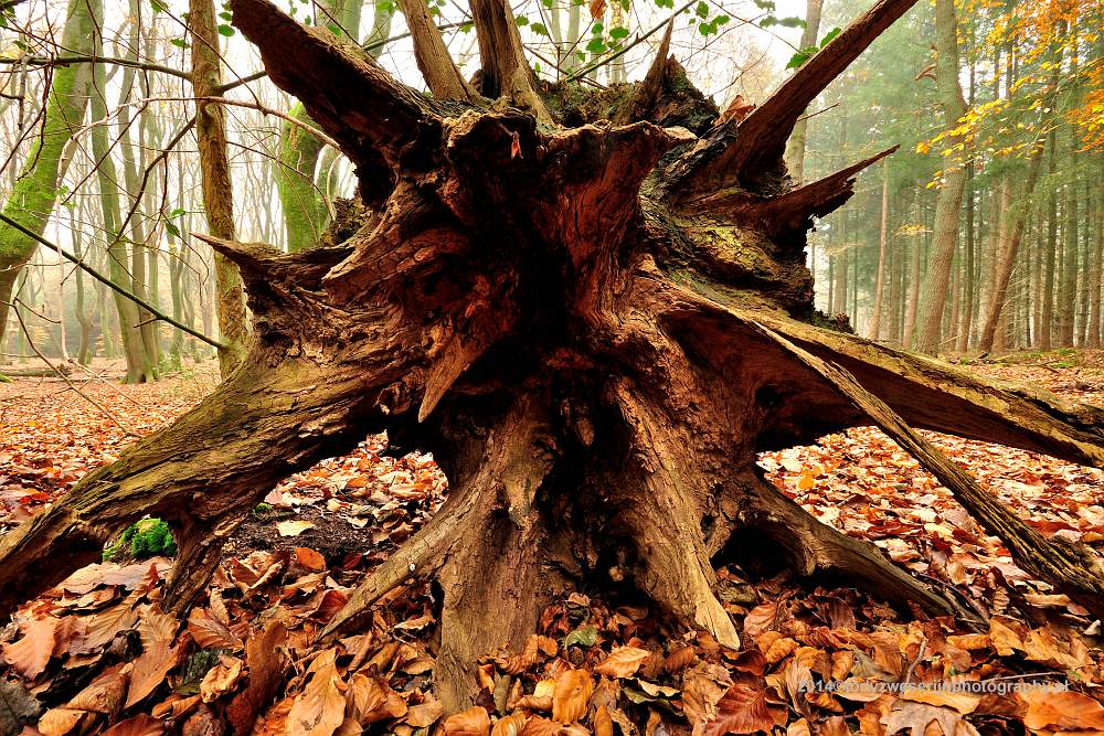 Speulderbos, Buurtschap Drie, 30-11-2014