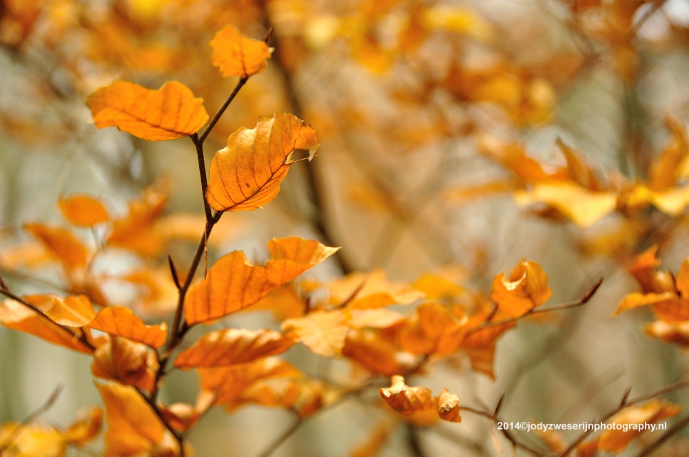Speulderbos, Buurtschap Drie, 30-11-2014
