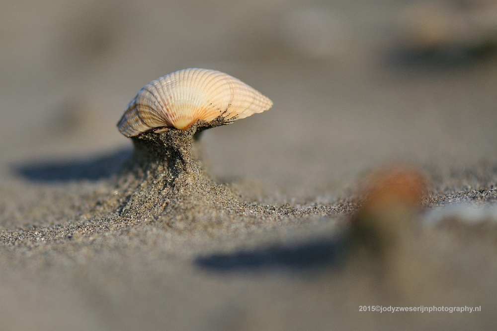 sized_DSC_6942_2449