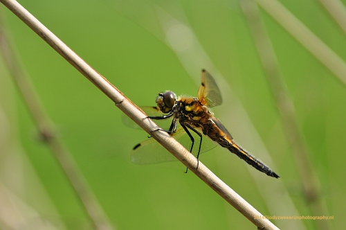 sized_DSC_7091