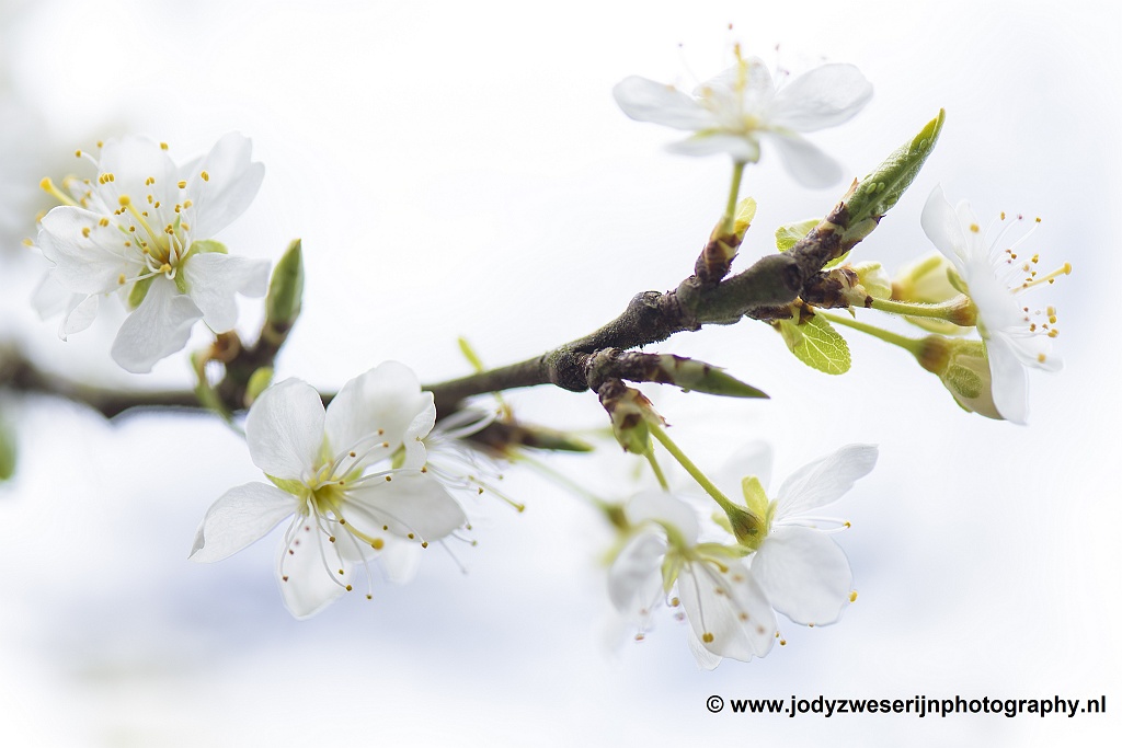 Pruimenbloesem, eigen tuin, 1-4-2020