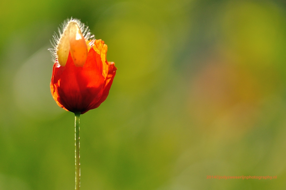 sized_DSC_7631_1791