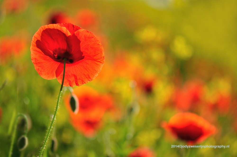 sized_DSC_7648_1789aa