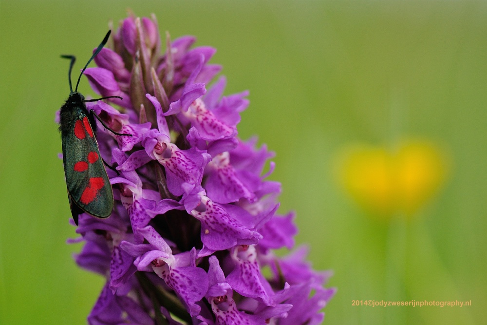 Sint-Jacobsvlinder op Rietorchis, Dintelse Gorzen, 31-5-2014