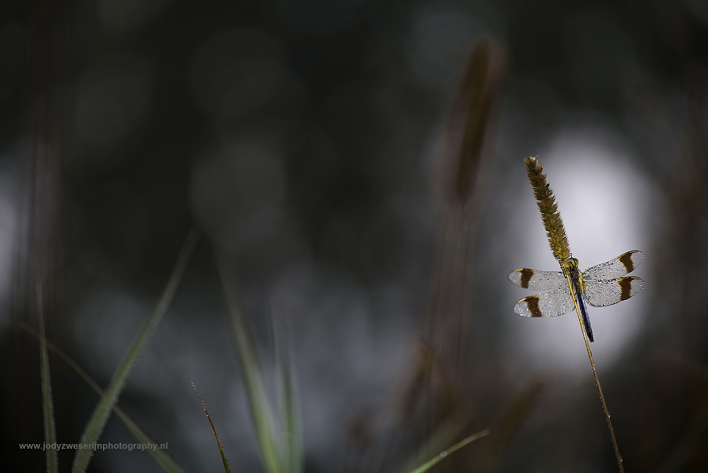 Bandheidelibel, Leusden, Nederland, 10-8-2017