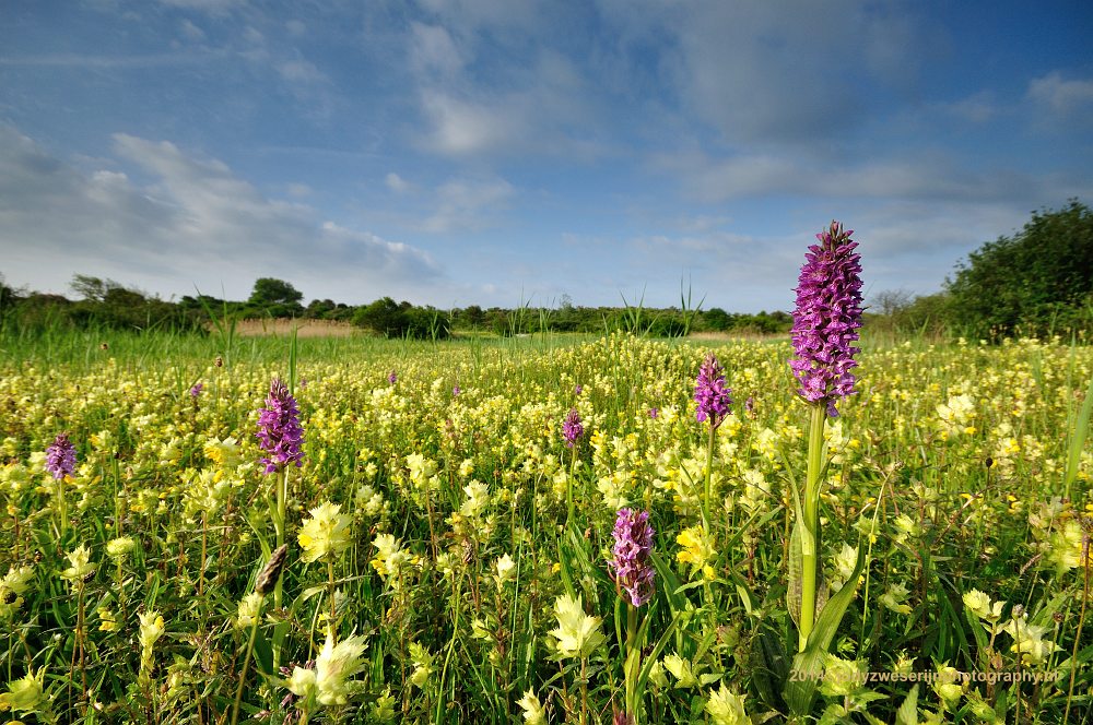 Veld vol Ratelaar en Orchis, Kwade Hoek, Goedereede, 1-6-2014