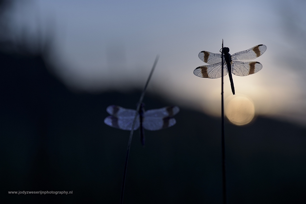 Bandheidelibel, Leusden, Nederland, 14-8-2017