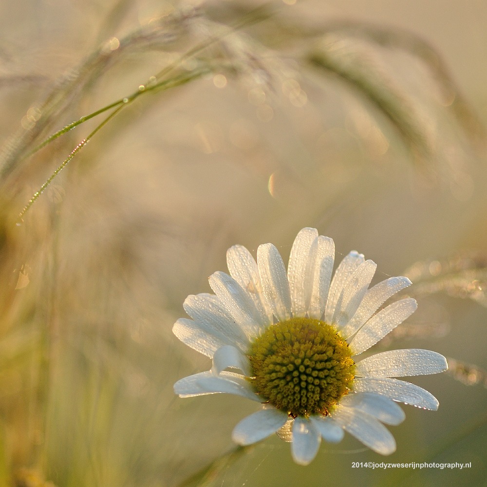 Margriet, De Kievit, Harmelen, 22-6-2013