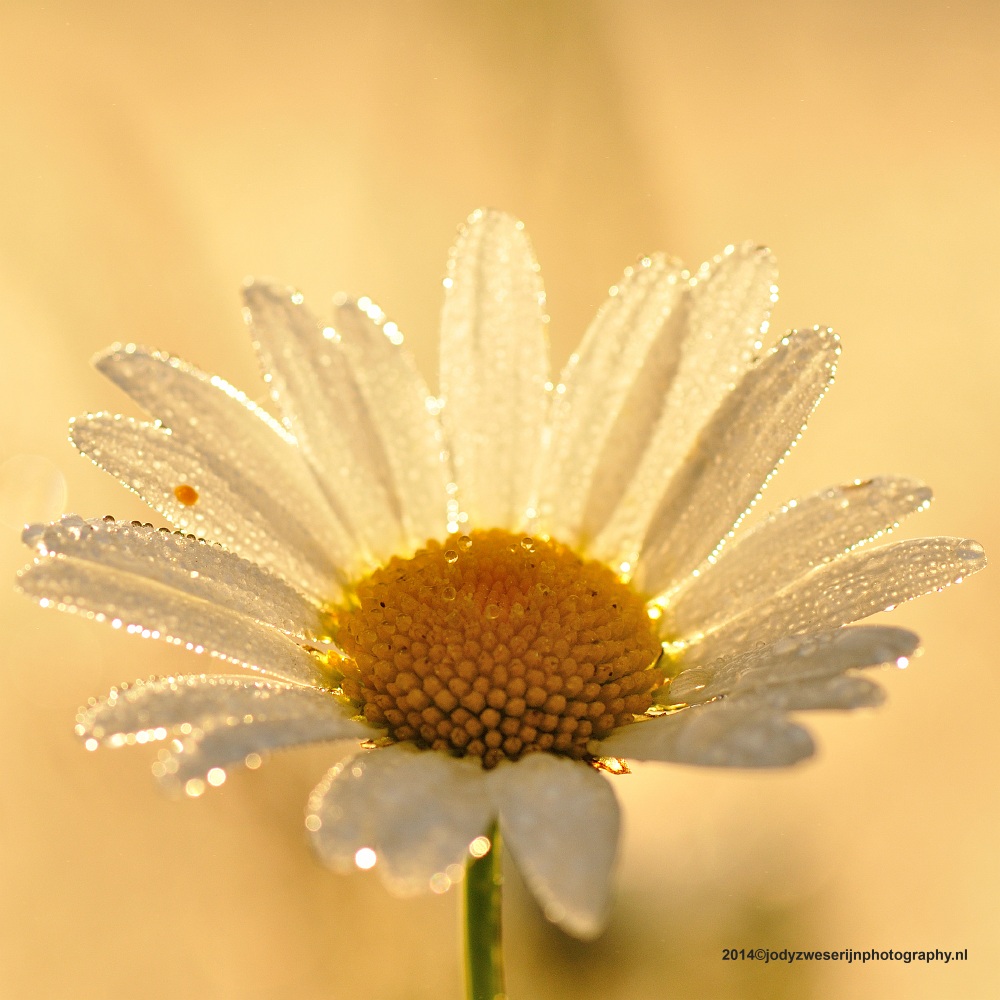 Margriet, De Kievit, Harmelen, 22-6-2013