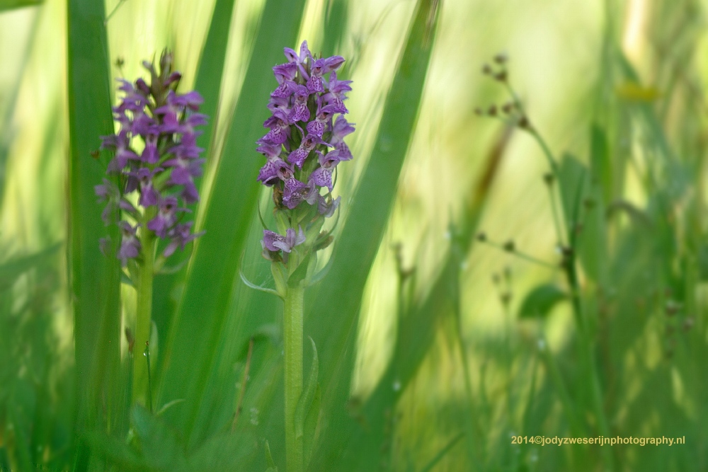 Gevlekte Rietorchis, De Kievit, Harmelen, 22-6-2014