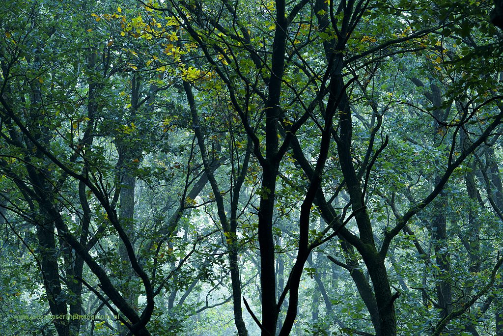Speulderbos, Drie, Nederland, 24-9-2017