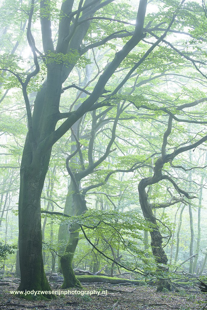Speulderbos, Drie, Nederland, 24-9-2017
