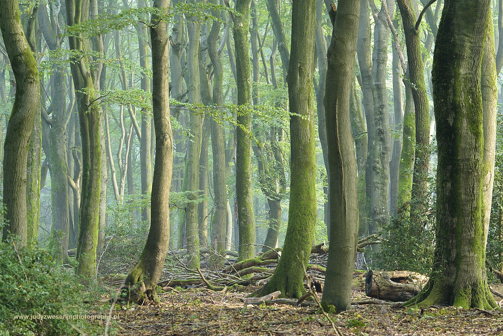 Speulderbos, Drie, Nederland, 24-9-2017