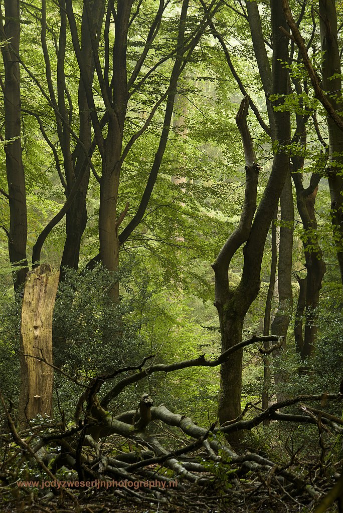 Speulderbos, Drie, Nederland, 24-9-2017