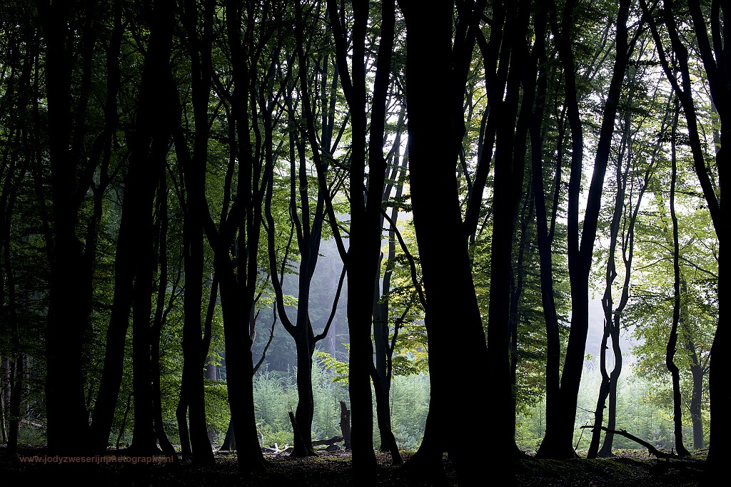Speulderbos, Drie, Nederland, 24-9-2017