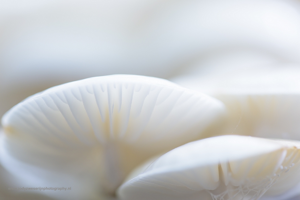 Porceleinzwammen, Speulderbos, Drie, Nederland, 24-9-2017