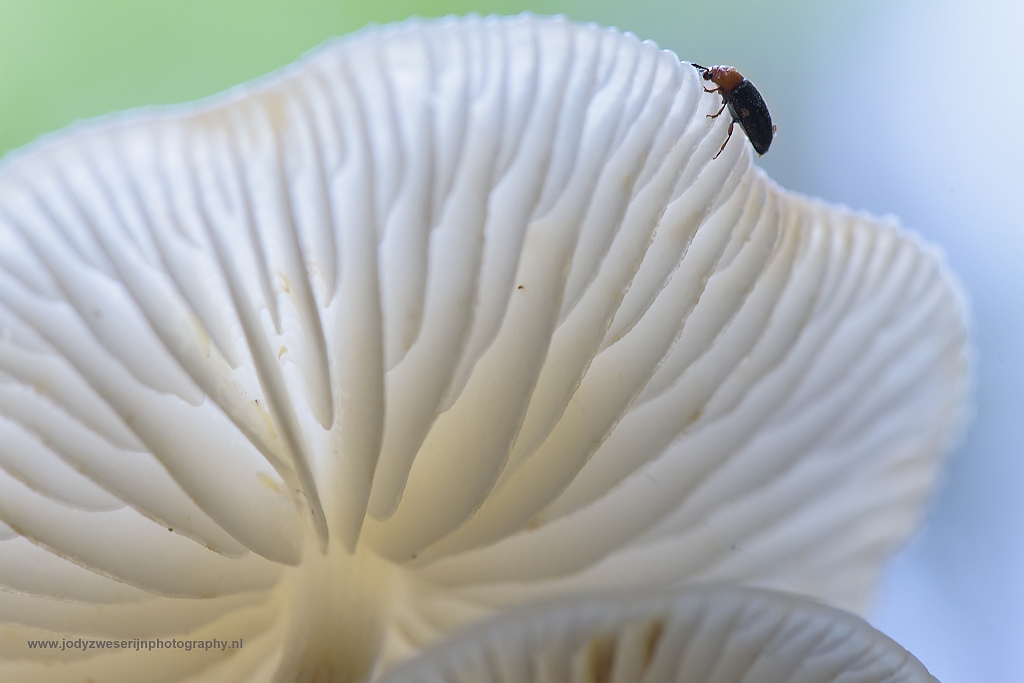 Porceleinzwammen, Speulderbos, Drie, Nederland, 24-9-2017