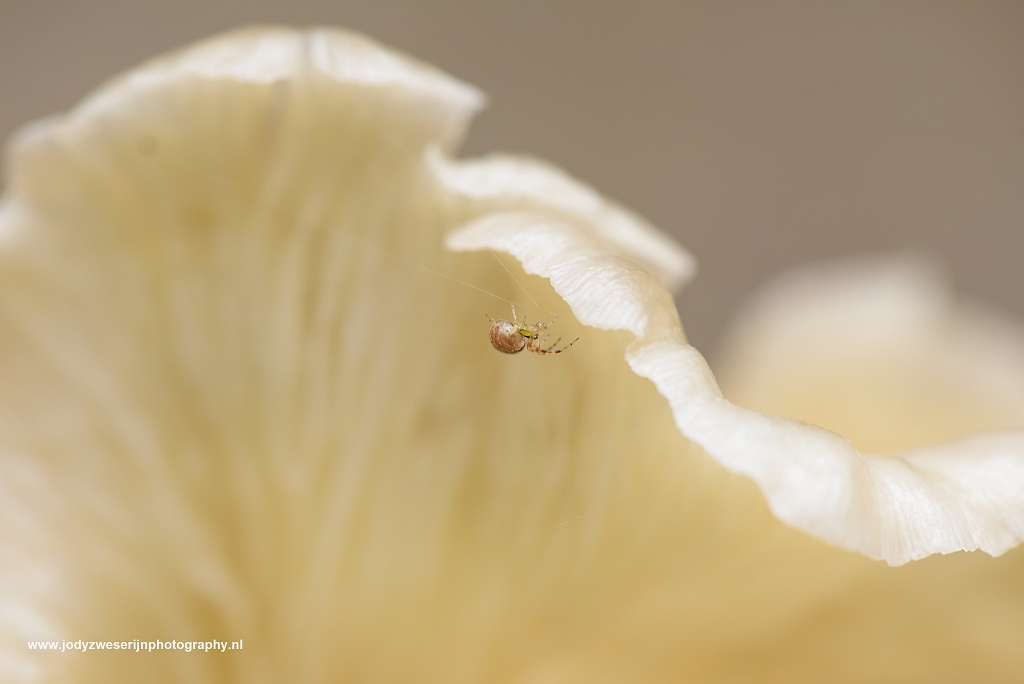 Speulderbos, Drie, Nederland, 24-9-2017