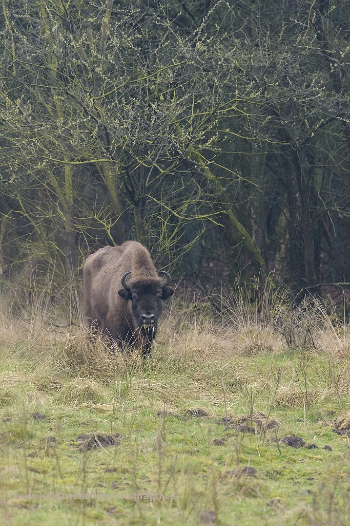 Wistent op de Veluwe, Kootwijk, Nederland, 1-4-2017