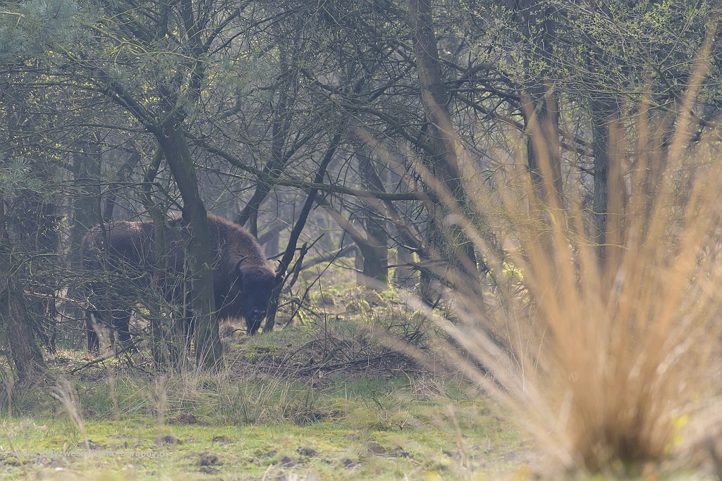 Wistent op de Veluwe, Kootwijk, Nederland, 1-4-2017