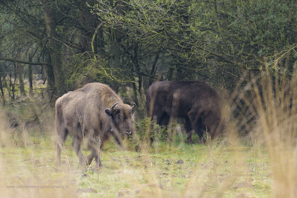 Wistent op de Veluwe, Kootwijk, Nederland, 1-4-2017
