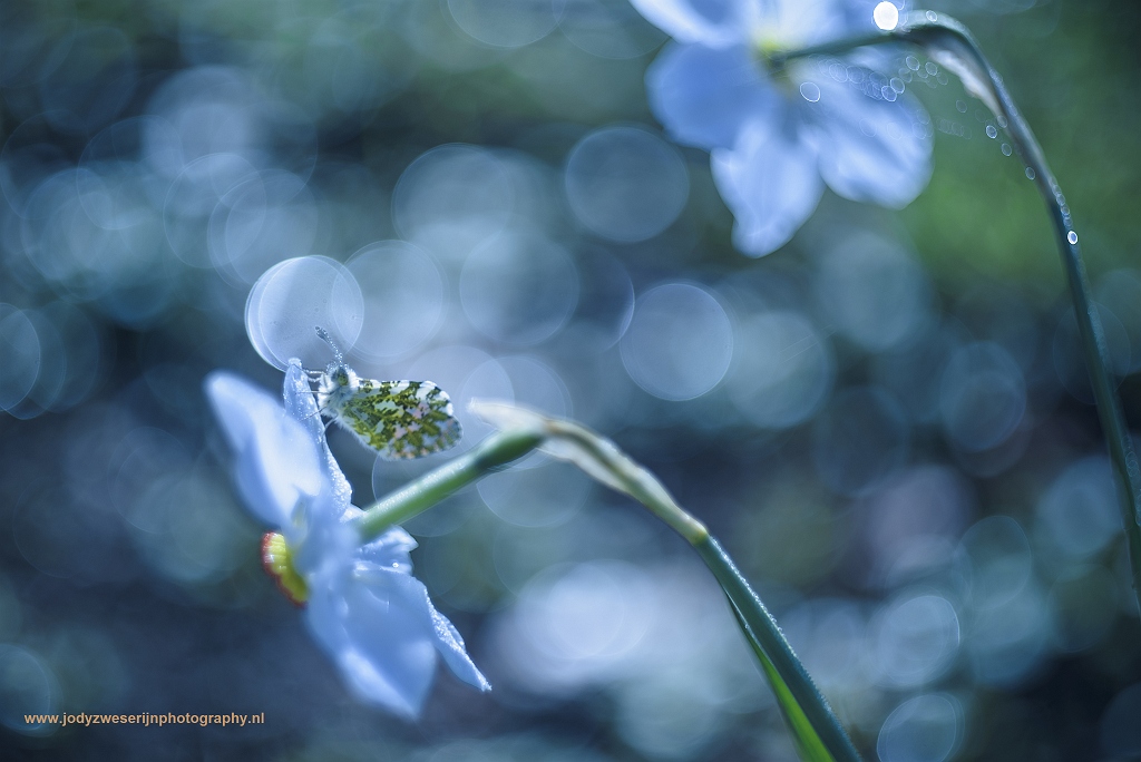 Witte narcis met een oranjetipje, Amelisweerd, Bunnik, Nederland, 2-4-2017