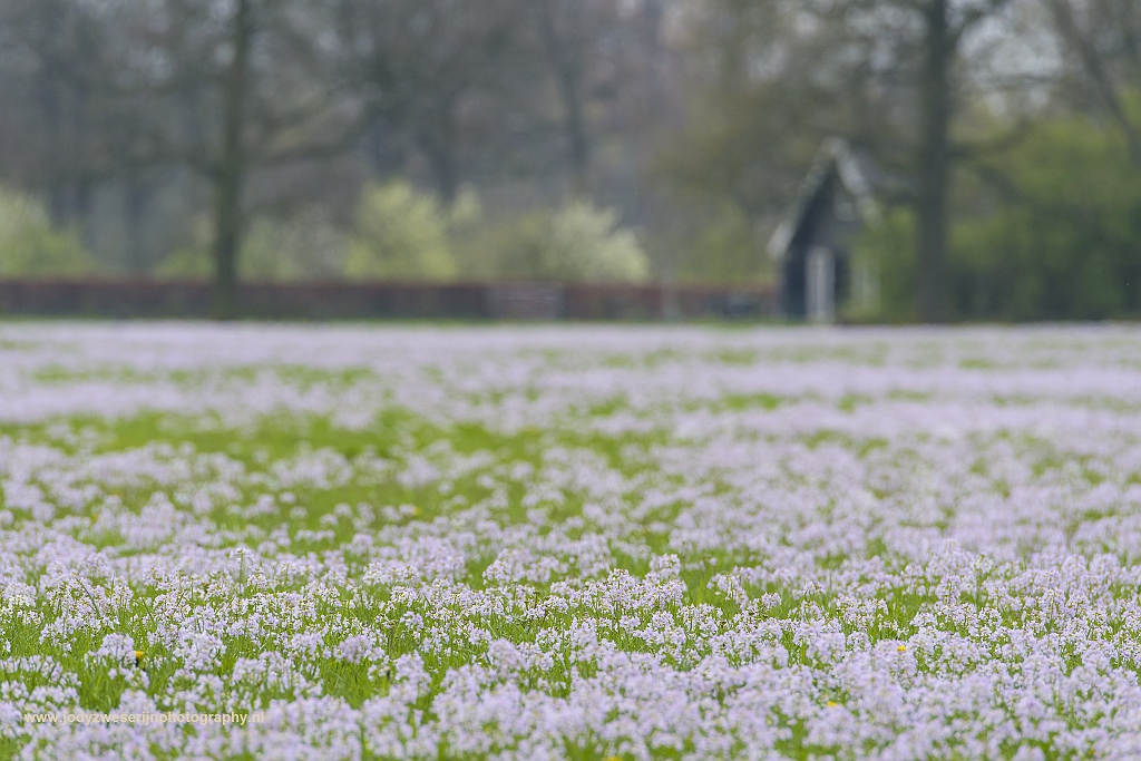 Een veld vol pinksterbloemen aan de Koningslaan in Bunnik, Nederland, 8-4-2017