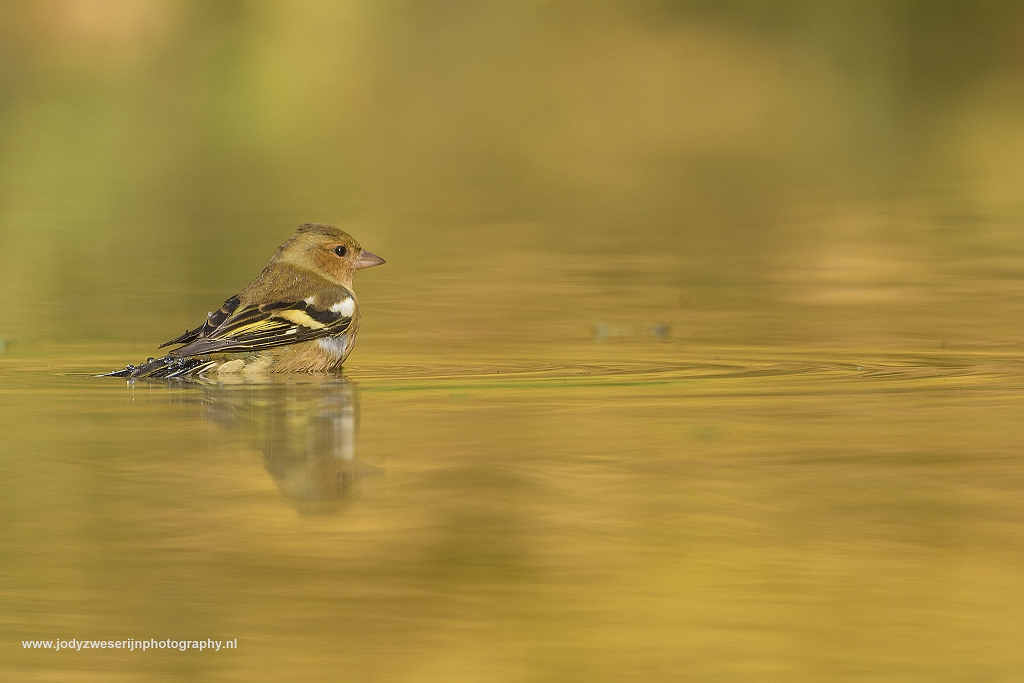 Vink, Drunen, Nederland, 16-10-2017
